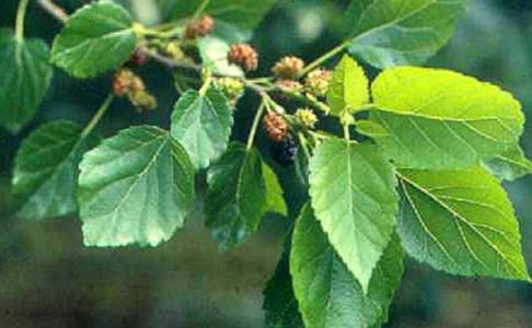 2023邵陽(yáng)3D藝術(shù)豐胸術(shù)前10位醫(yī)生口碑榜(馮文華、鄭蕎安、高謝輝受眾人高捧)