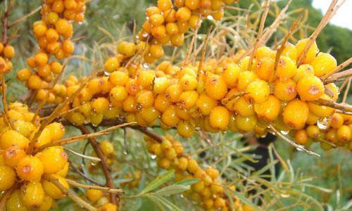 2023南京法令紋線雕前10名專家(曹美霞、李鎮(zhèn)求、裴旭芳深受愛美人士青睞！)