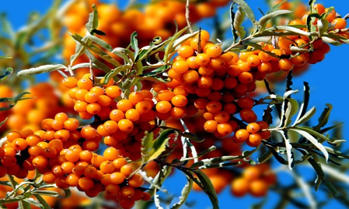 襄陽(yáng)酷塑身冷凍溶脂醫(yī)生