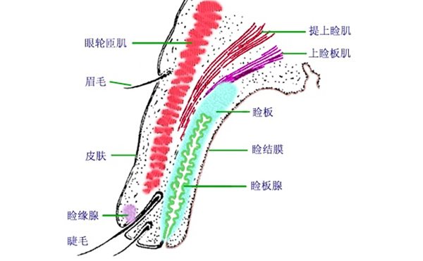 眼瞼外翻矯正方法有哪些?眼瞼外翻術后有什么常見問題?
